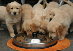 Golden Retriever Puppies eating