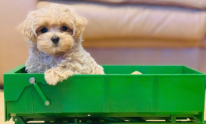 Maltipoo Puppy on a toy cart