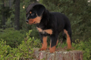 Rottweiler puppy at the forest