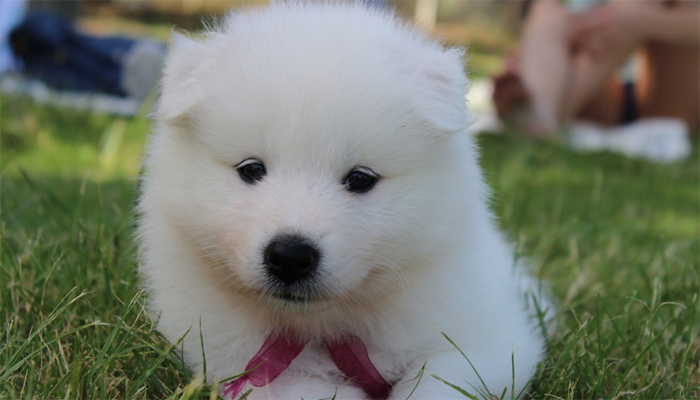 Samoyed Puppy Buyer’s Guide