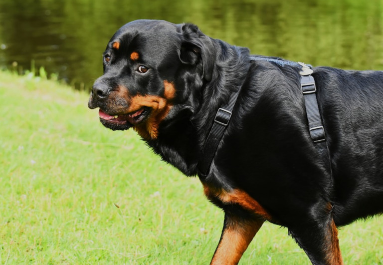 Best Dog Food for Rottweilers in 2022