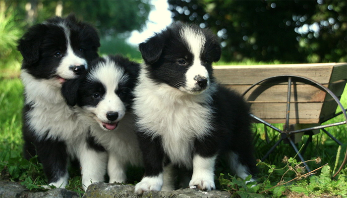 Three Border Collie Puppies