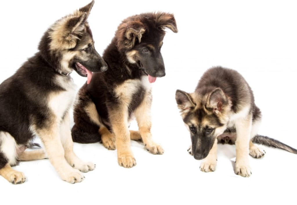 The Cost of Owning a German Shepherd Puppy