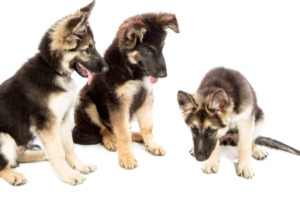Three German Shepherd Puppies