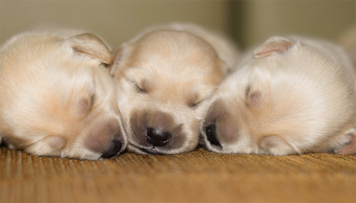 Three Pug Puppies