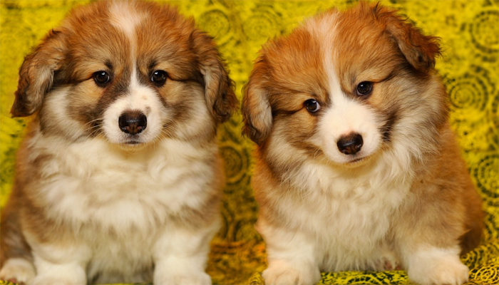 Corgi Puppies for Sale