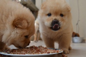 Two Pomeranian puppies eating