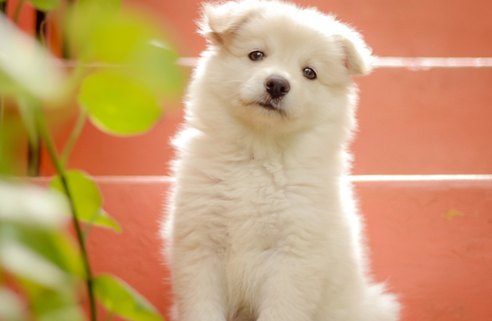White Pomeranian Dog