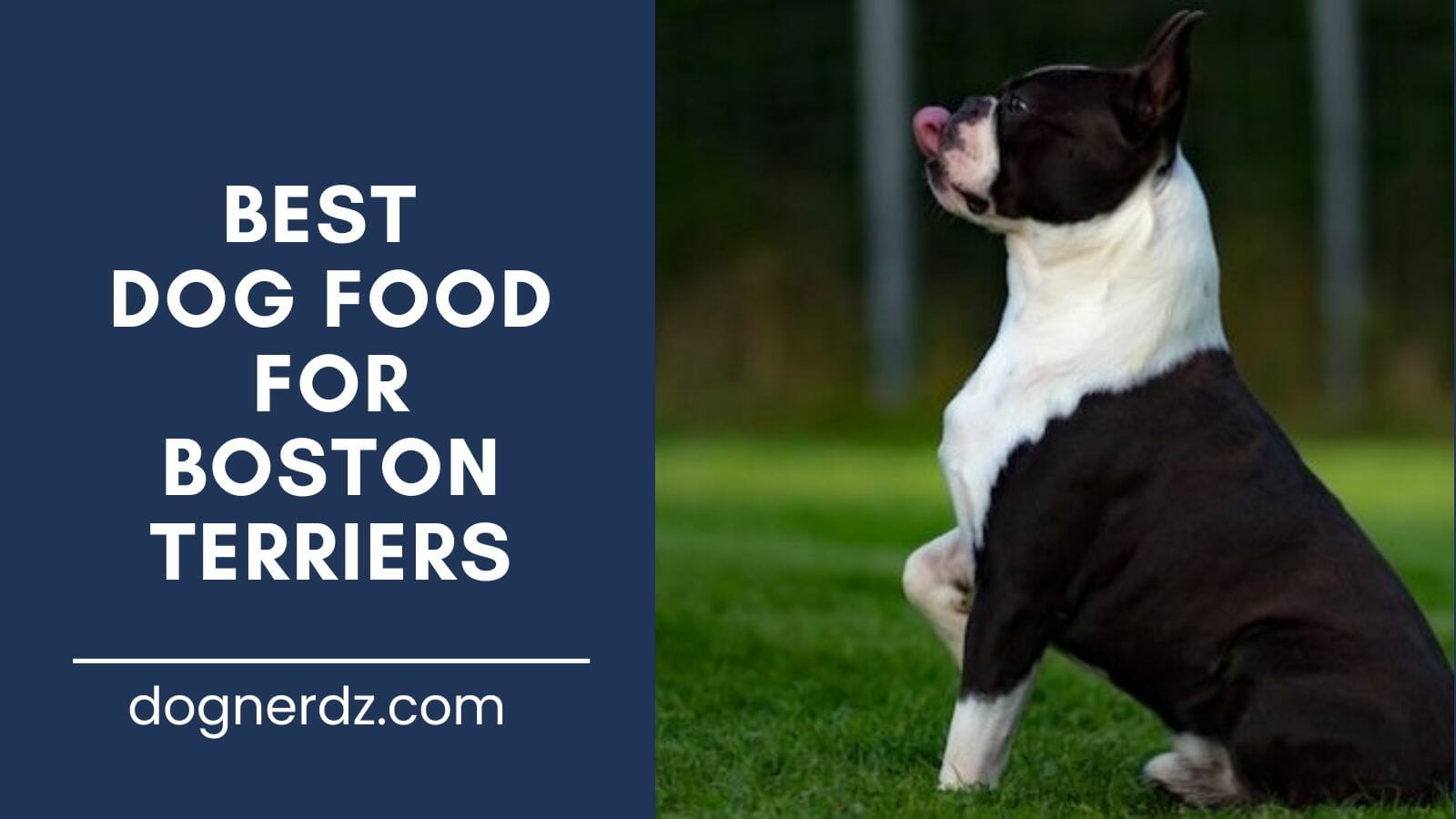 review for the best dog food for boston terriers