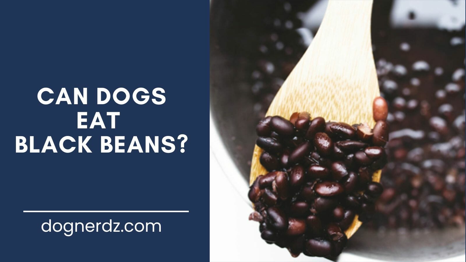 guide on can dogs eat black beans
