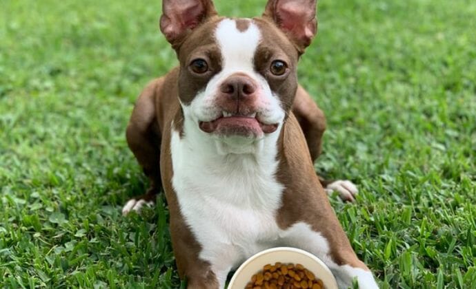 healthy boston terrier eating a bowl dog food