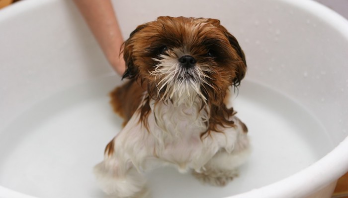 Dog in Bath Tub
