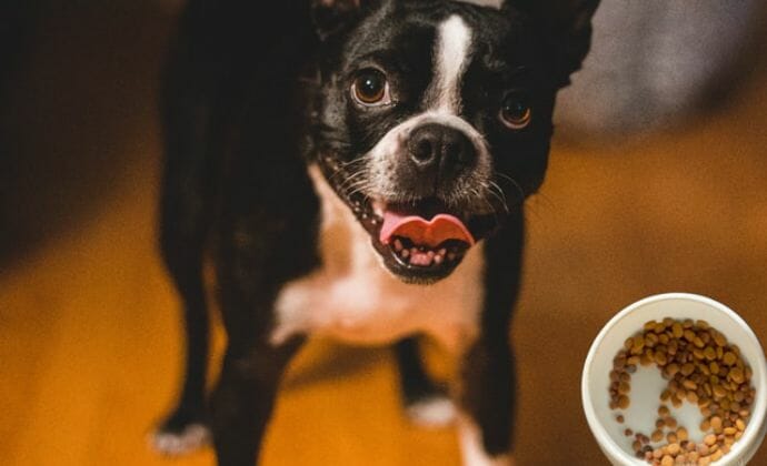 boston terrier eating a bowl dog food