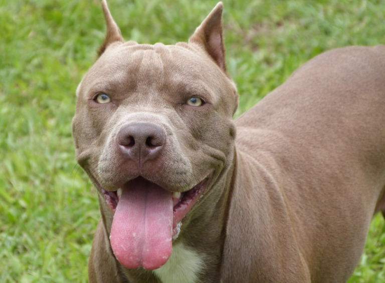 Best Chew Toys for Pitbulls in 2022