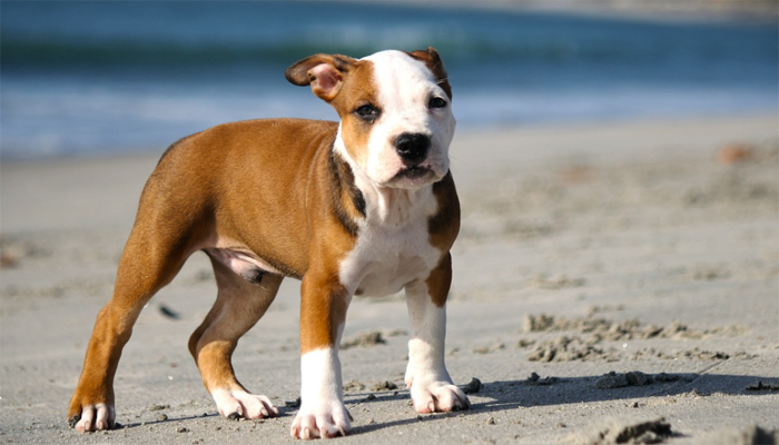 Pitbull Puppy Buyer’s Guide