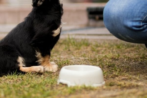slow feeder dog food bowl benefits the jhealthy dog