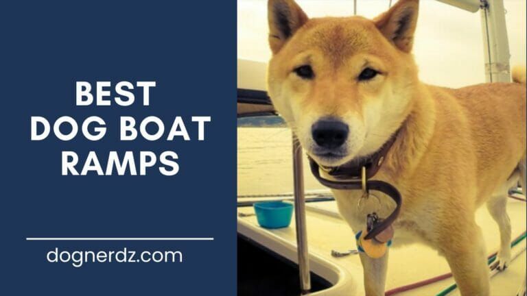 4 Best Dog Boat Ramps in 2023