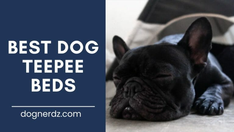 5 Best Dog Teepee Beds in 2023