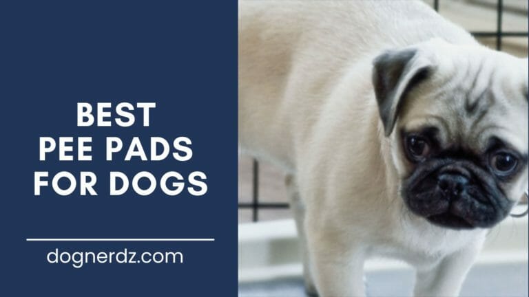 review of the best pee pads for dogs