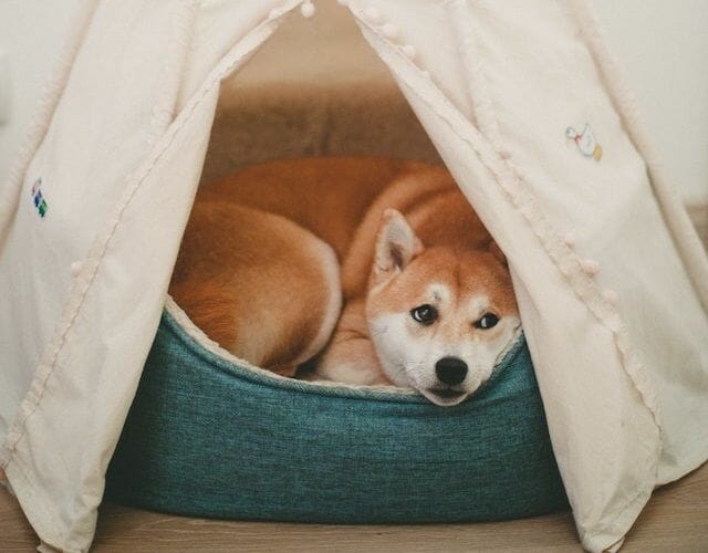 bed buyer’s guide for dog teepee