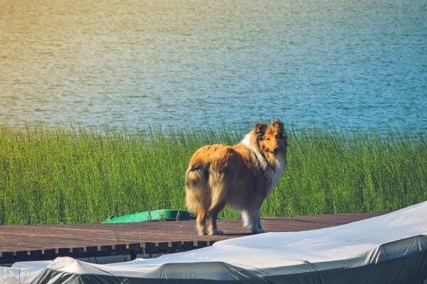 dog in a boardwalk or ramp