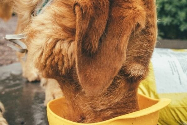 dog eating on a slow feeder dog bowl
