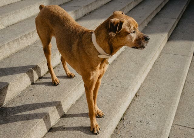 How We Chose The Top Stairs for Dogs