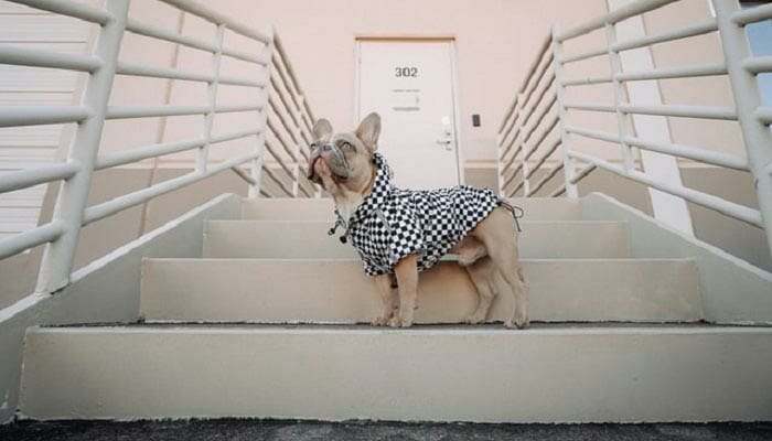 10 Best Dog Stairs in 2022