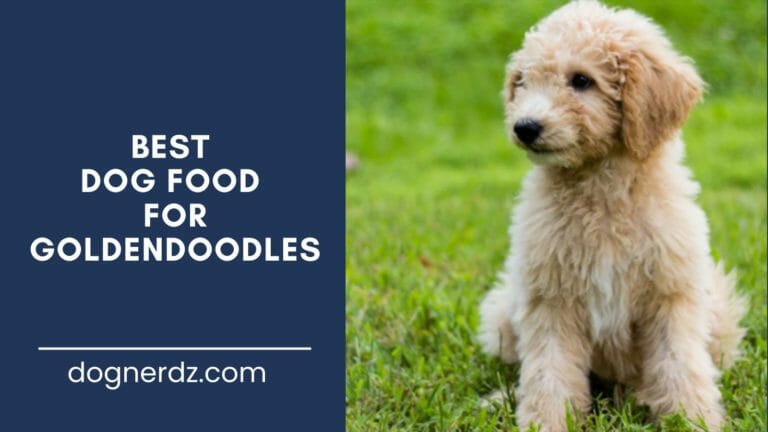 10 Best Dog Food for Goldendoodles in 2024