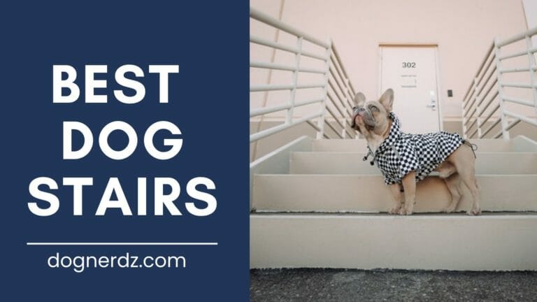 10 Best Dog Stairs in 2023