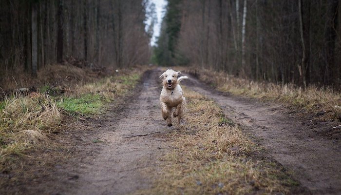dog-wearing-collar-on-walk