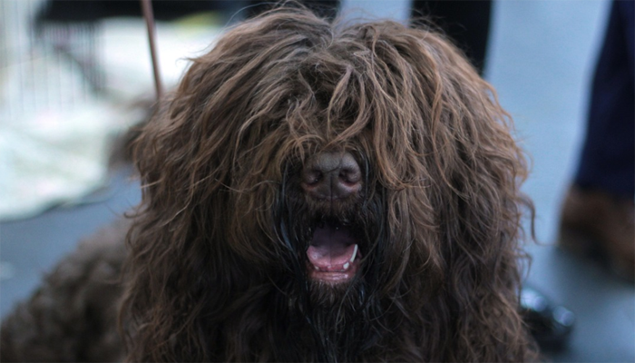Hairy black dog