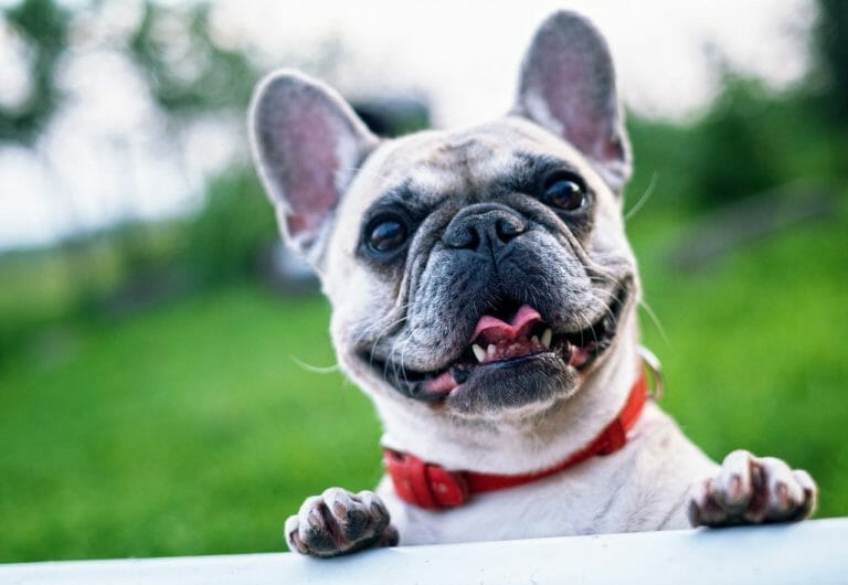 Best Harness for French Bulldogs [2022 Review]