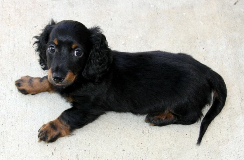 the dachshunds is non hypoallergenic