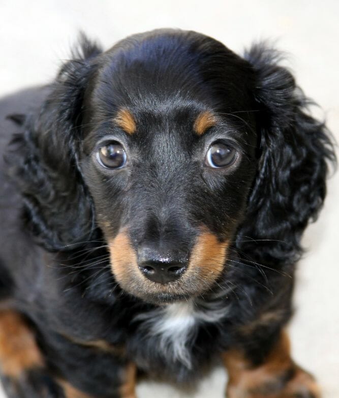 dachshund puppy with loose hair needs regular grooming and maintenance