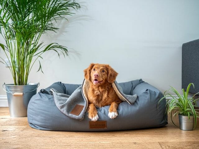 A Buyer’s Guide on the Best Cooling Dog Beds