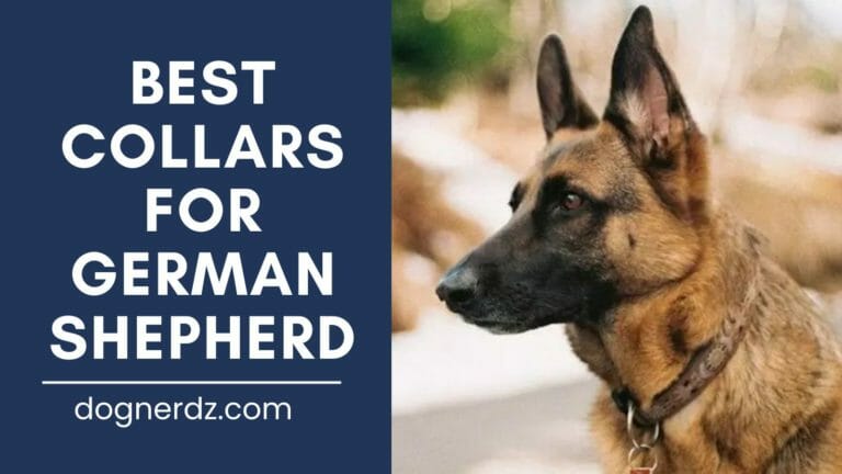10 Best Collars for German Shepherd in 2024