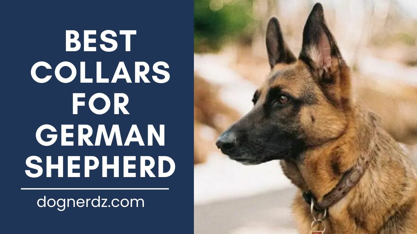 review of best collars for german shepherds