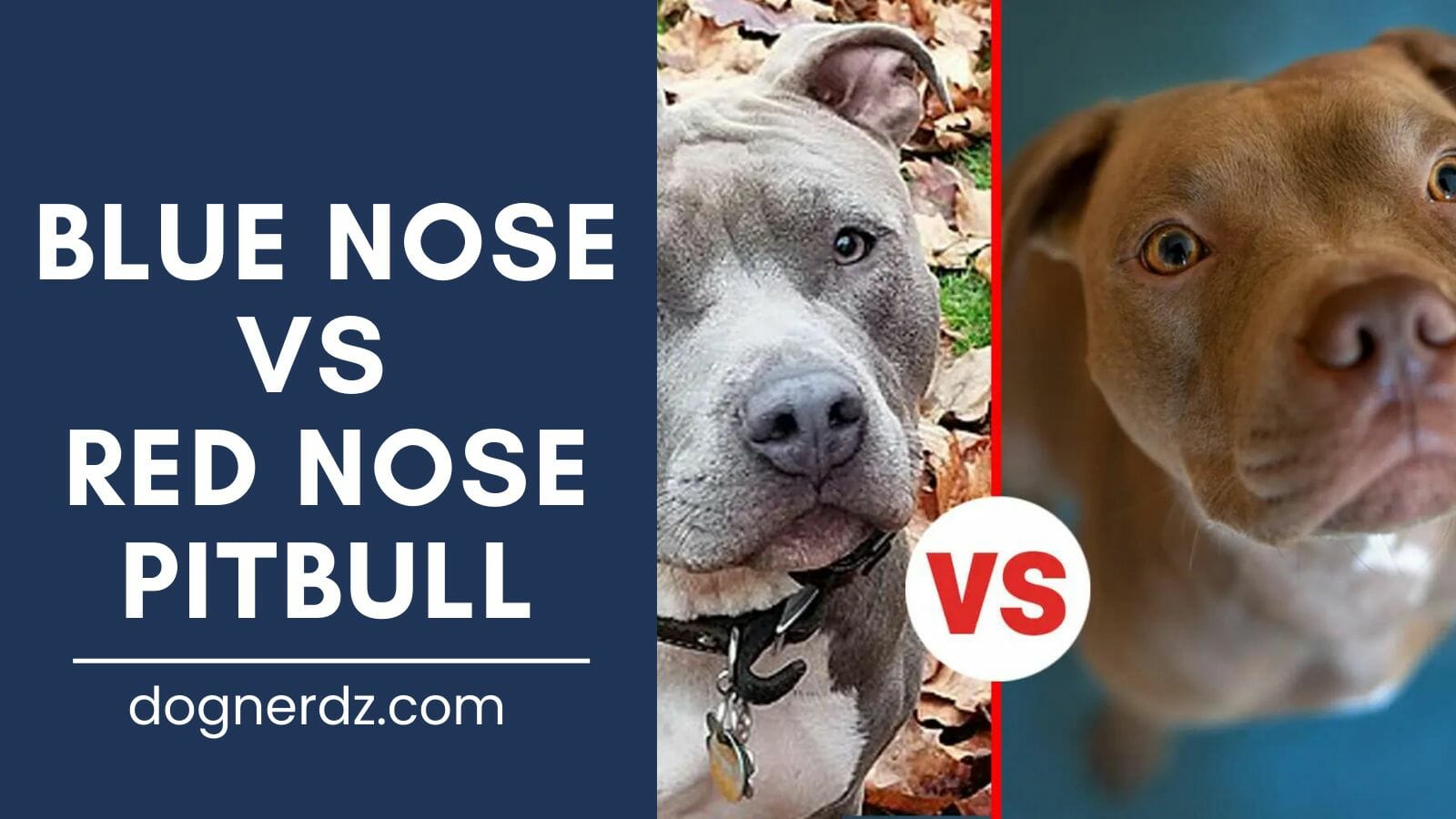 blue nose vs red nose pitbull