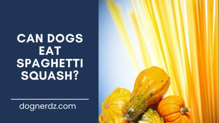 Can Dogs Eat Spaghetti Squash?