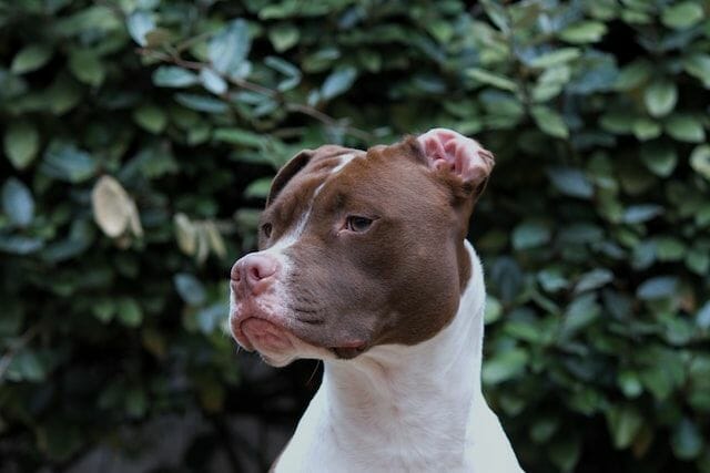 red nose pit bull