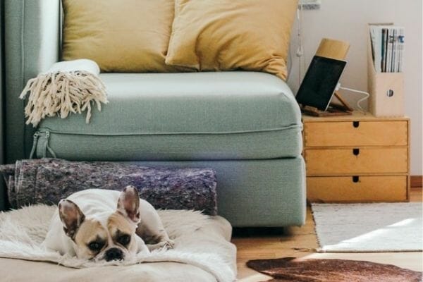 things to look out for when buying a cooling dog bed