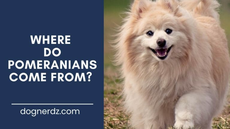 Where do Pomeranians Come From? A Full History of the Pom