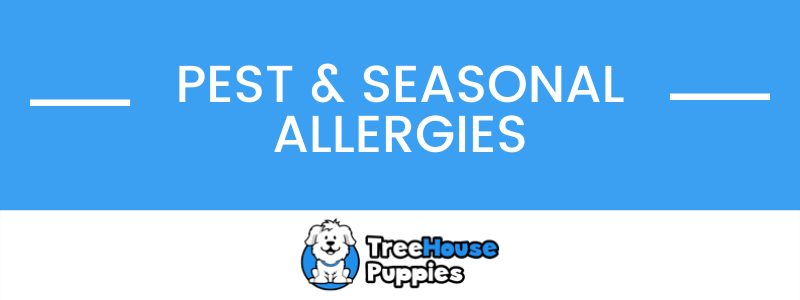 Dog Pest and Seasonal Allergies