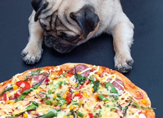 Pug dog sniff and waiting to eat pizza on black background.