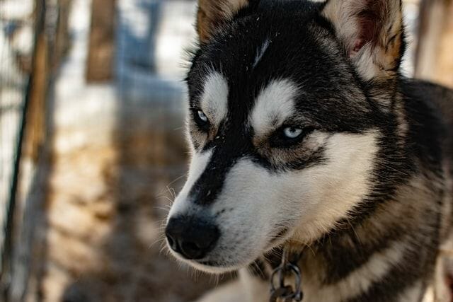 about the double coated husky