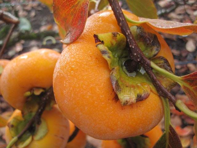 persimmons ar not poisonous