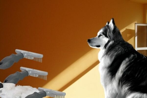 benefits of regularly brushing your husky coat