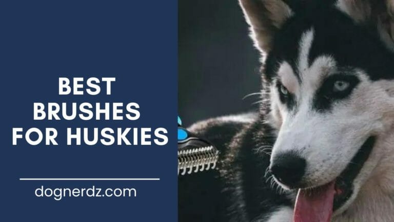 6 Best Brushes for Huskies: The Ultimate Hair Care For Double-Coated Breeds