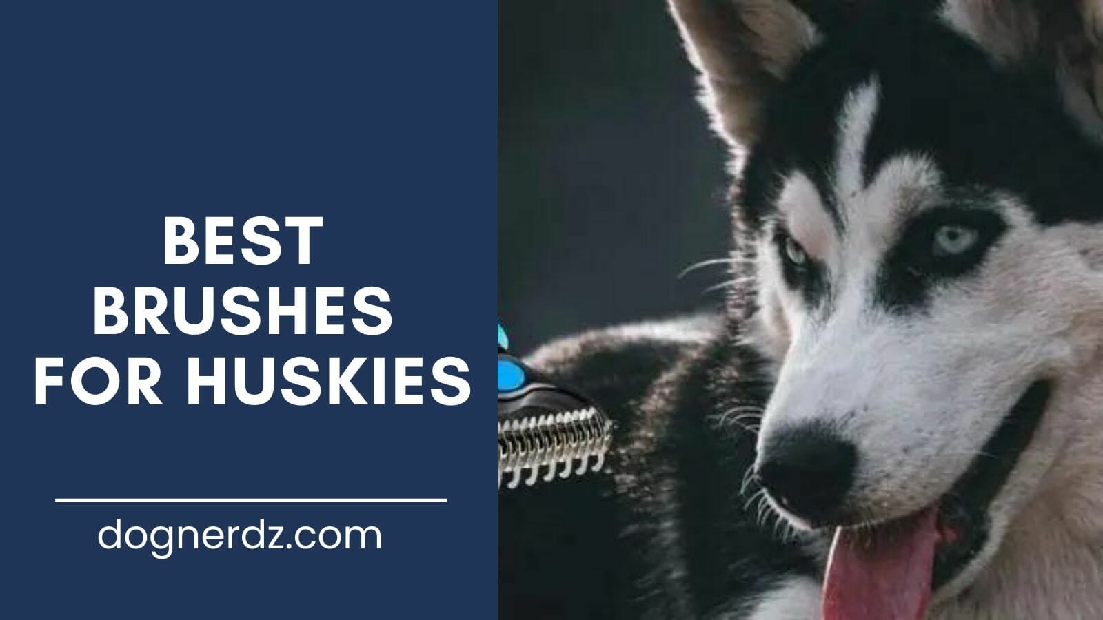 review of the best brushes for huskies